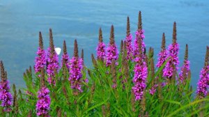 Клип Хмельная ворга -  «ПЛАКУН-ТРАВА»