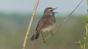 Варакушка. Песня варакушки ( Luscinia svecica )