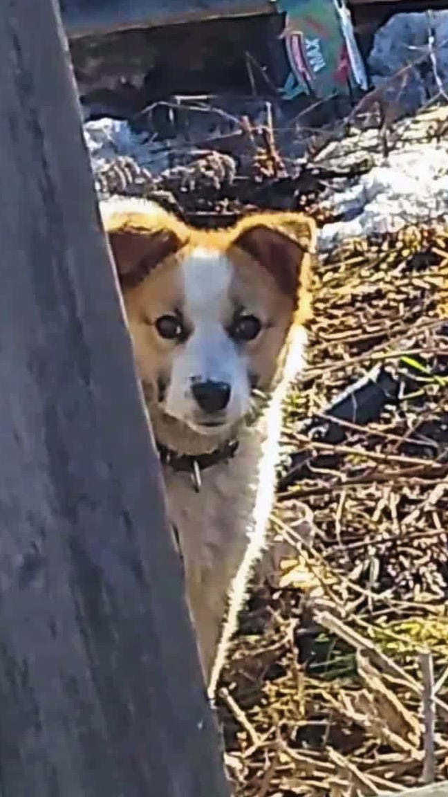 Преданные людьми, но добрые душой!😔 Животные в беде смотреть онлайн