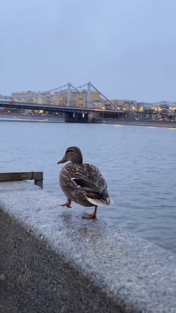 Утка на прогулке смотреть онлайн