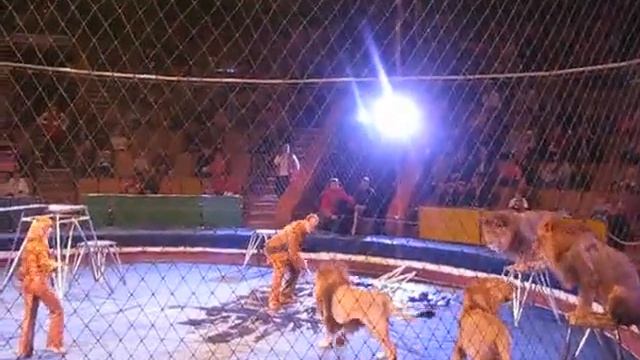 Бешеный тигр