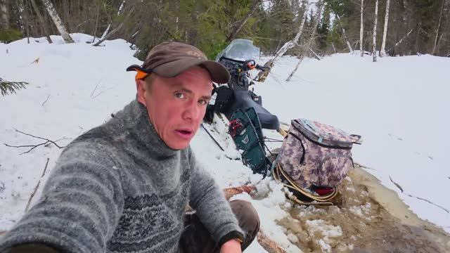 Стая лаек выследила огромного зверя |
Охота на медведя от первого лица