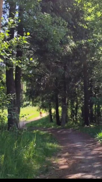 Тропа в глазах, вокруг леса,мечтаю быть,идти туда.А мир смотреть онлайн