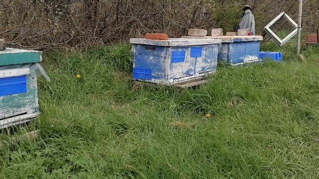 12 мая. Пасека в болоте! Скоро весна! смотреть онлайн
