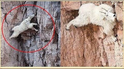 ГОРНЫЕ КОЗЛЫ не в курсе про законы гравитации смотреть онлайн