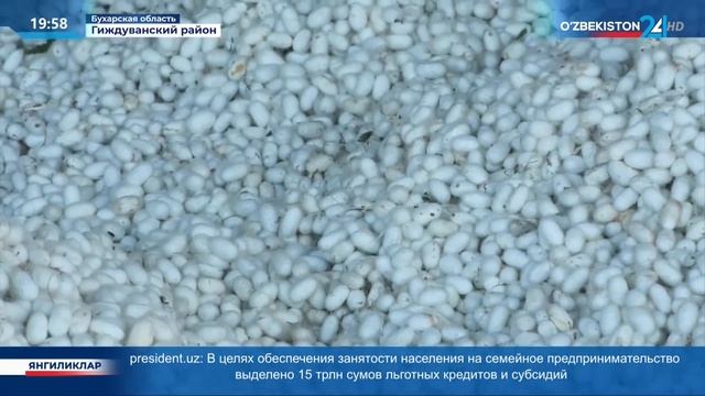 В Бухаре начался сезон выращивания коконов