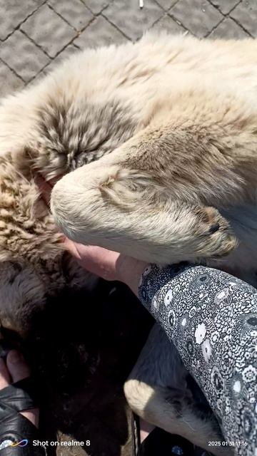 Животные в Турции