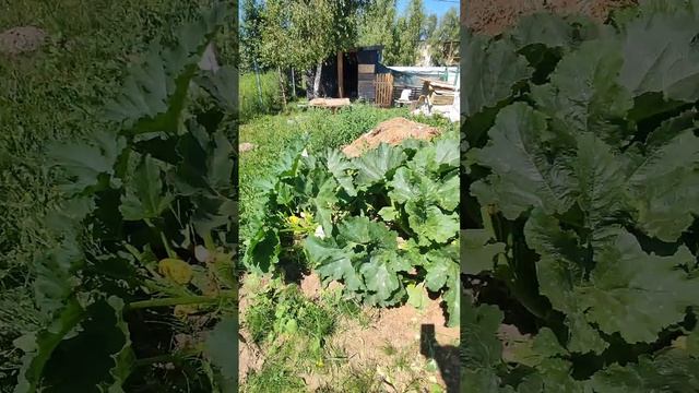 Сбор урожая кабачков. Едим кабачки уже две недели! смотреть онлайн