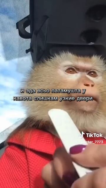 обезьяна чи-чи-чи продавала кирпичи и тянула за верёвк смотреть онлайн