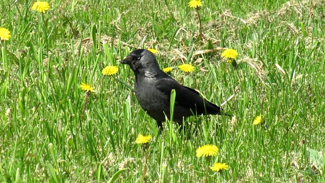 Галка в поисках пищи смотреть онлайн