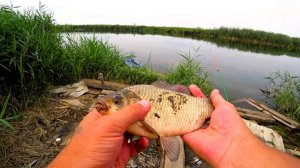 РЫБАЛКА ПО КАРАСЮ НА РЕЧКЕ!