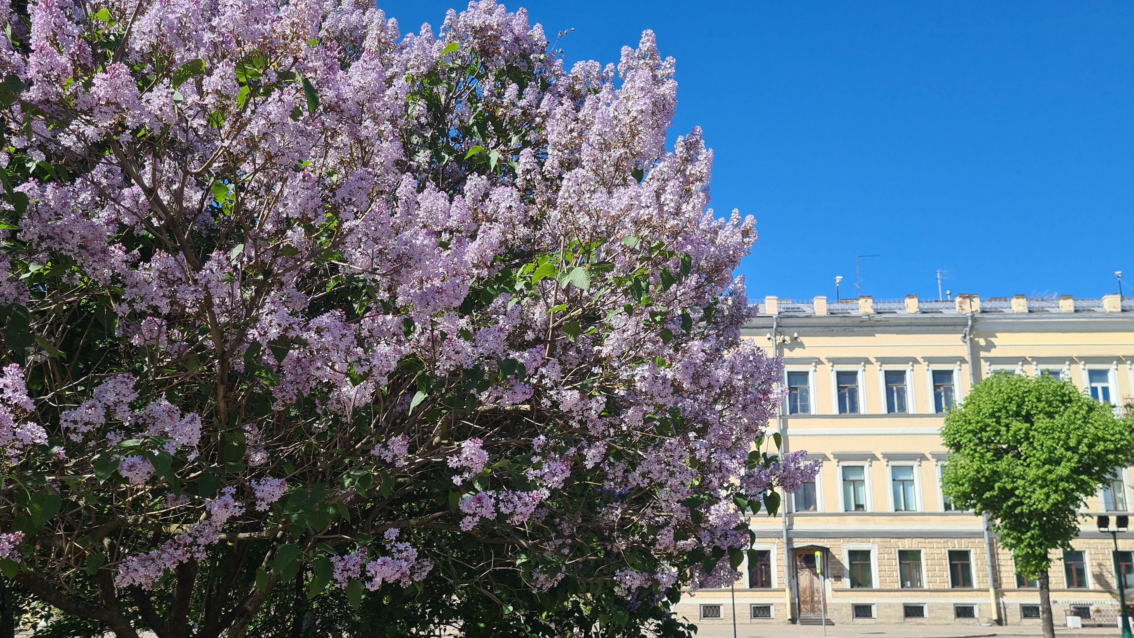 Санкт-Петербург. Первый летний день. Цветет сирень. смотреть онлайн