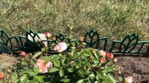 Роза Сурир дю Хавр