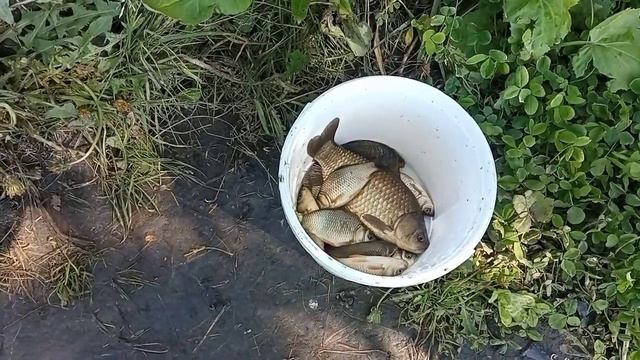 Рыбалка на Озере 1 июня. Озеро цветёт, клёв слабый. смотреть онлайн