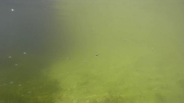 Neptune Sb1 на баме