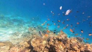 Риф у отеля Moreno spa resort 4. Хургада. Египет 2.01.25.