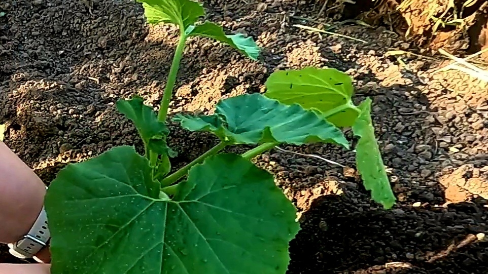 Высаживаем кабачки правильно для хорошего урожая!! смотреть онлайн