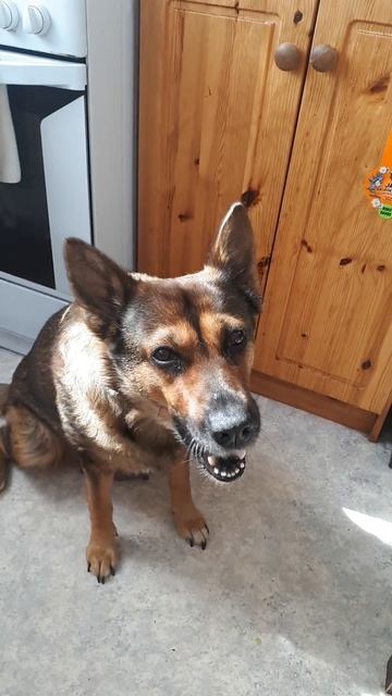 31.07.2024 Собака Хэппочка ест сладкий перец на завтрак. смотреть онлайн