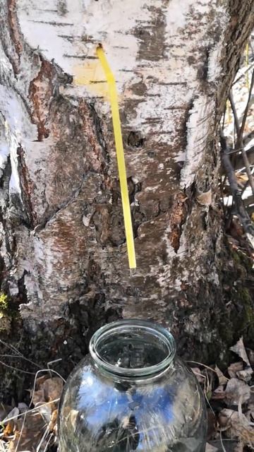 Сбор Берёзового сока смотреть онлайн