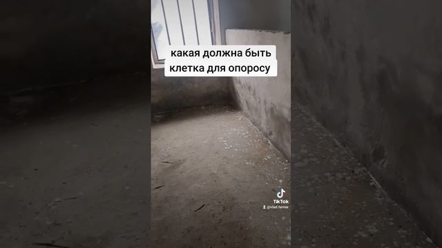 какая должна быть клетка для опороса смотреть онлайн