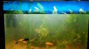 Перезапуск старого аквариума: смотрите по этапам с объяснениями