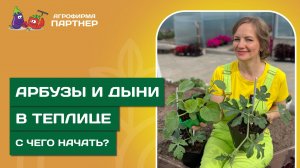 КАК ВЫСАДИТЬ АРБУЗЫ И ДЫНИ В ТЕПЛИЦУ? // Секрет богатого урожая