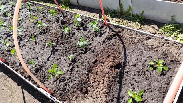 Высадила перцы на улицу и петунии,,, смотреть онлайн