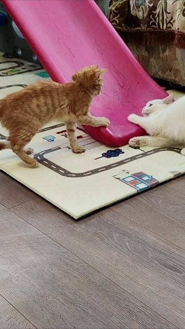 Беги, если можешь. #котята 4k смотреть онлайн