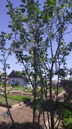 Яблонька Горнист цветёт 😊