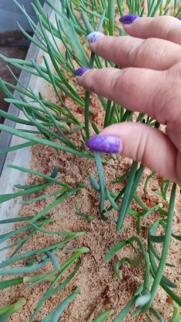 Лук на зелень из севка сажаю в опилки без земли! смотреть онлайн