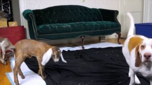 Maymo Dog and Goats Kiss, Play, and Jump Around