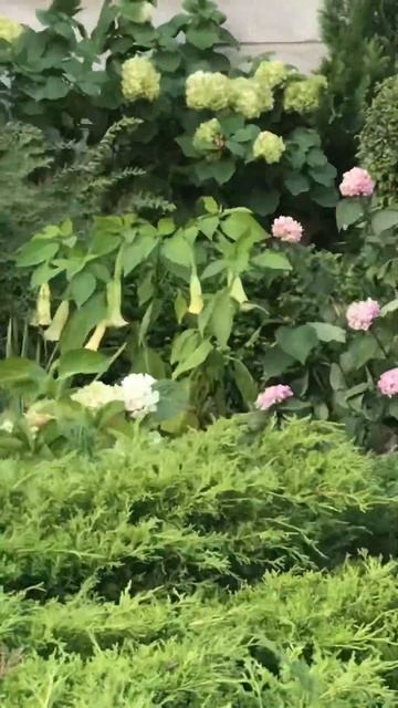 Красивый,милый уголок,Klaipeda смотреть онлайн