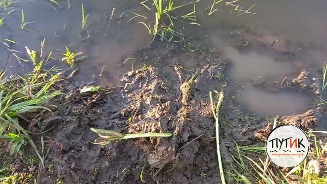 Приманка на бобра "Путик-Бобр". Охота на бобра смотреть онлайн