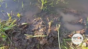 Приманка на бобра "Путик-Бобр". Охота на бобра