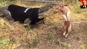 Комодский варан в деле. Ядовитый дракон с острова Комодо. Варан против Змеи, Буй