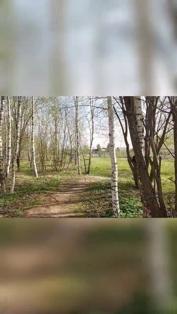 БЕРЁЗЫ ❤ смотреть онлайн