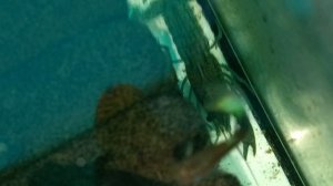 мраморные раки 01-06-2025