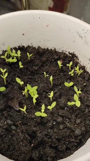 Ночь наши детки провели на подоконнике, не Ташкент, хо? смотреть онлайн