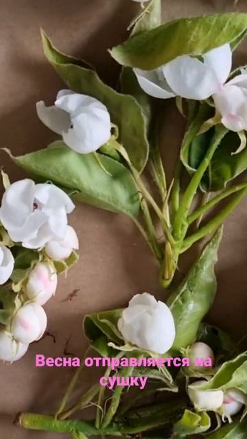Сохраню запах весны для творческого проекта😍🌷 #твор смотреть онлайн