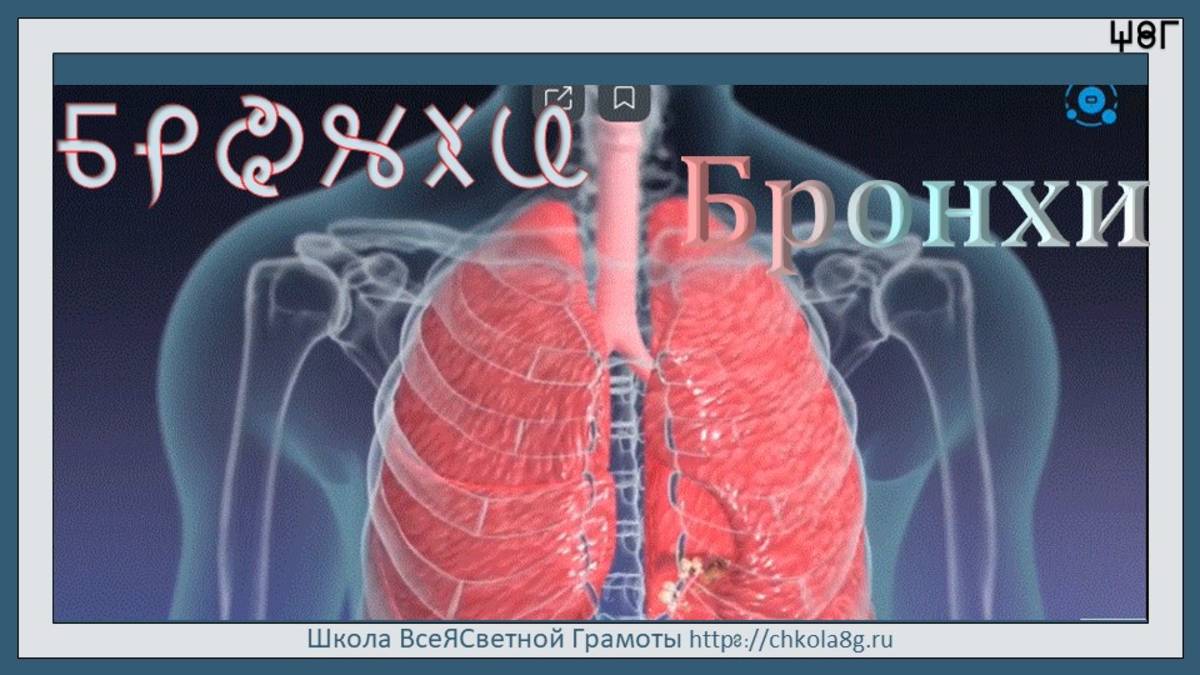 Бронхи. ВсеЯСветная Грамота смотреть онлайн