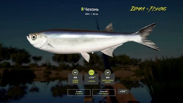 Русская рыбалка 4.🎣🦈 р. Ахтуба 🐟🐟💦 ГДЕ ЛОВИТ LATORSO ? смотреть онлайн