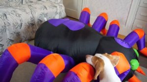 Dog vs. Giant Spider: Cute Dog Maymo