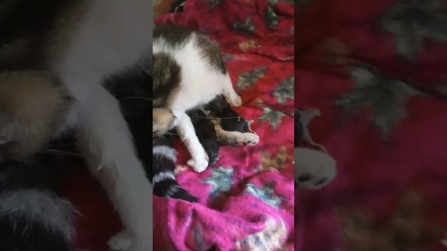 Данные нам Господом наши животные ♥️ Мурка.