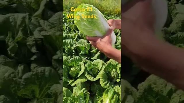 17.05.2024. Пекинская капуста Сотси F1. Wing Seeds. смотреть онлайн