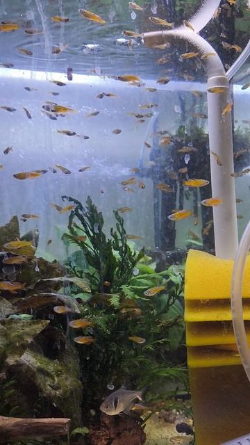 Псевдомугил Паскай Ред Неон