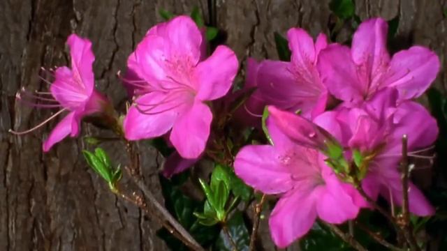 В мире цветов