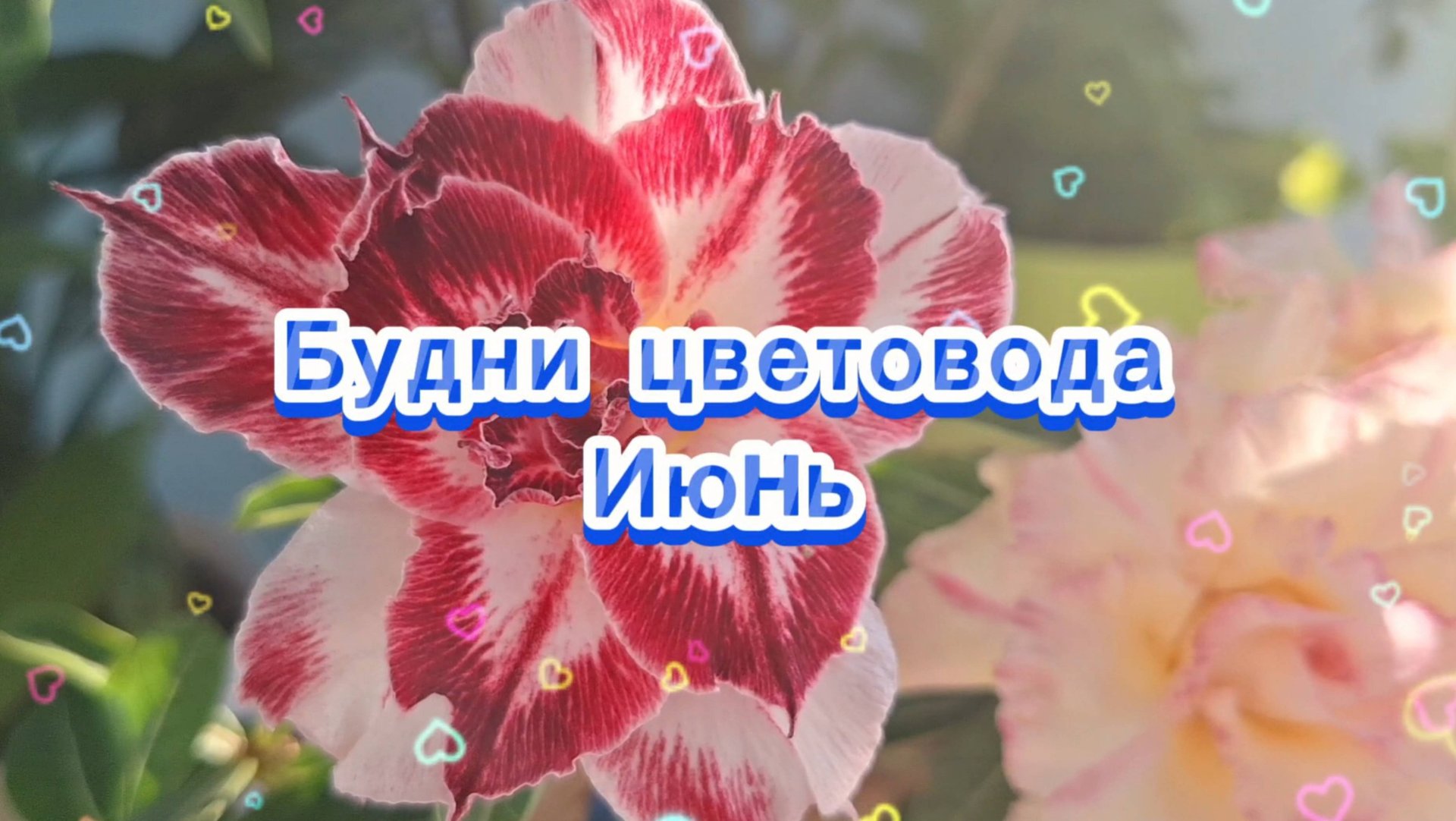 Будни цветовода. Июнь смотреть онлайн