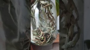 орхидеи в открытой системе 🔥 без грунта