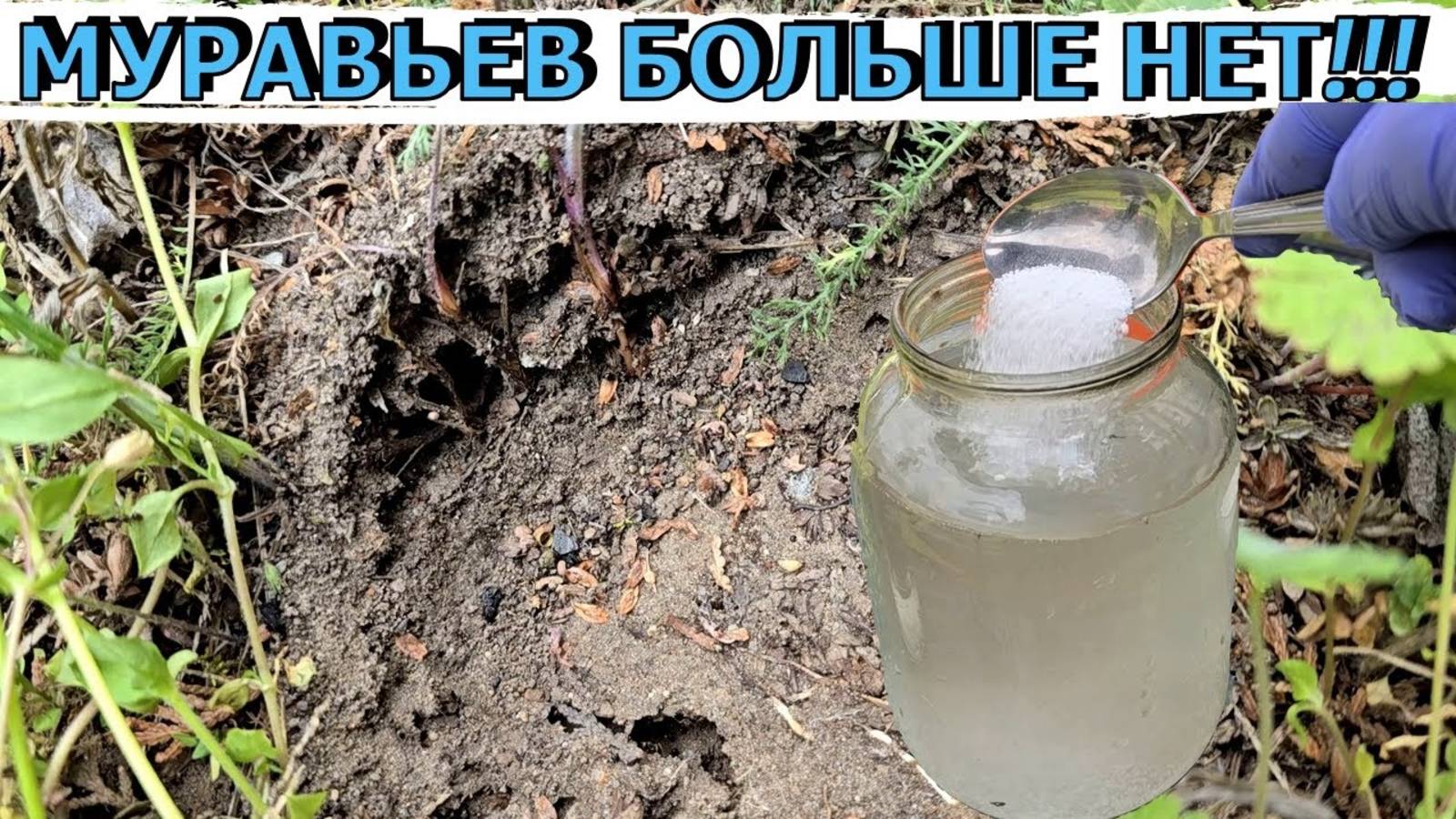 МУРАВЬИ БОЯТСЯ - КОРНЯ- СРАЗУ УЙДУТ НАВСЕГДА! БЫСТРЫЙ СПОСОБ КАК ИЗБАВИТЬСЯ ОТ МУРАЬЕВ смотреть онлайн