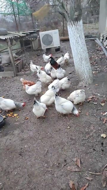 продаю курей серебрянка, по 600 руб #рекомендации #куры # смотреть онлайн